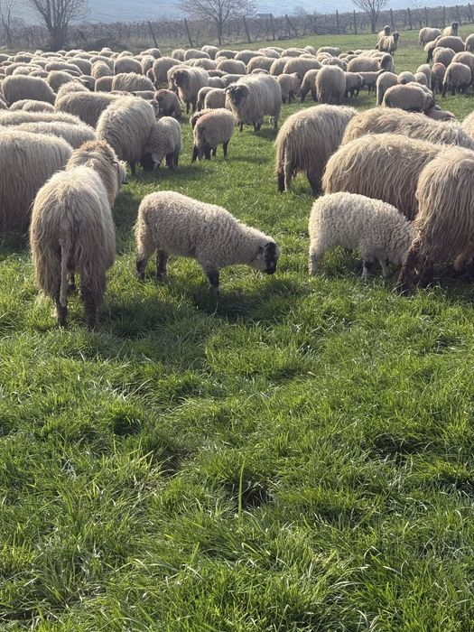 Miei de vanzare