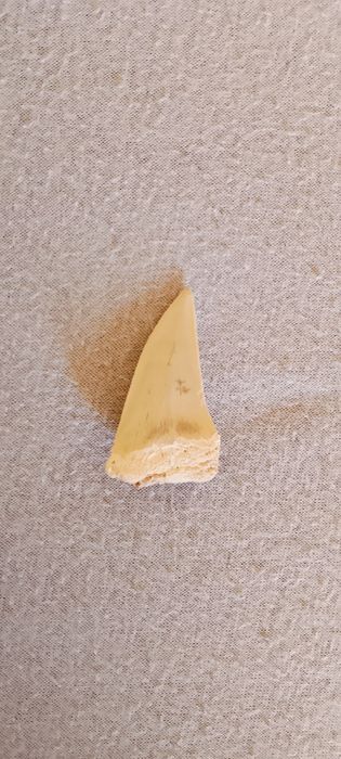 Зъб от гигантска широкозъба мако акула