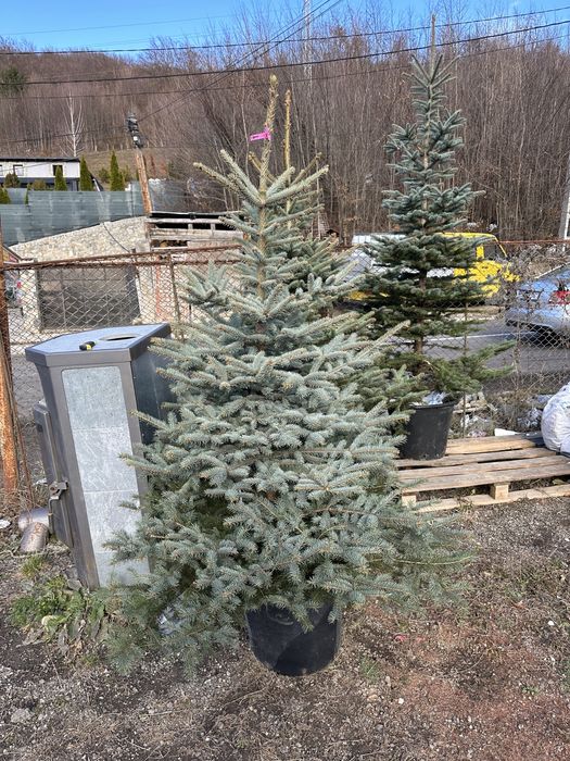 Brazi vezi si arginti la ghiveci