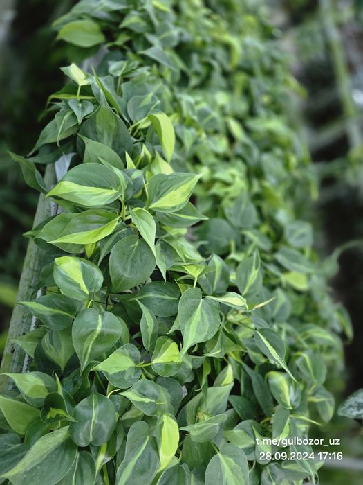 Hona gullari Комнатные растения