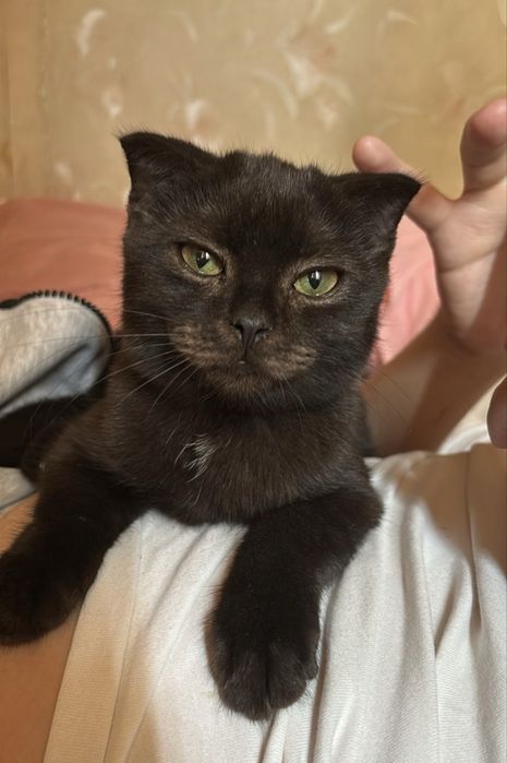 Отдам котеек в добрые руки