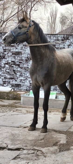 Продам  хорошего  коня