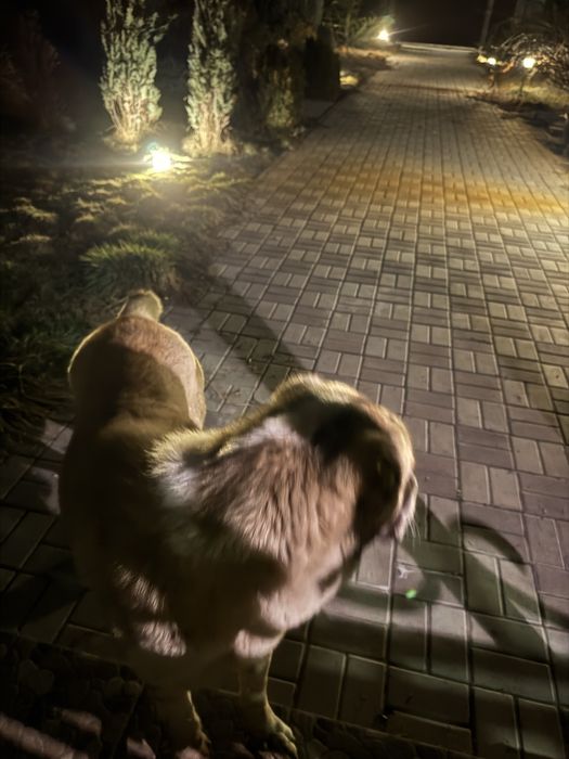 Найден Алабай в районе Коксай