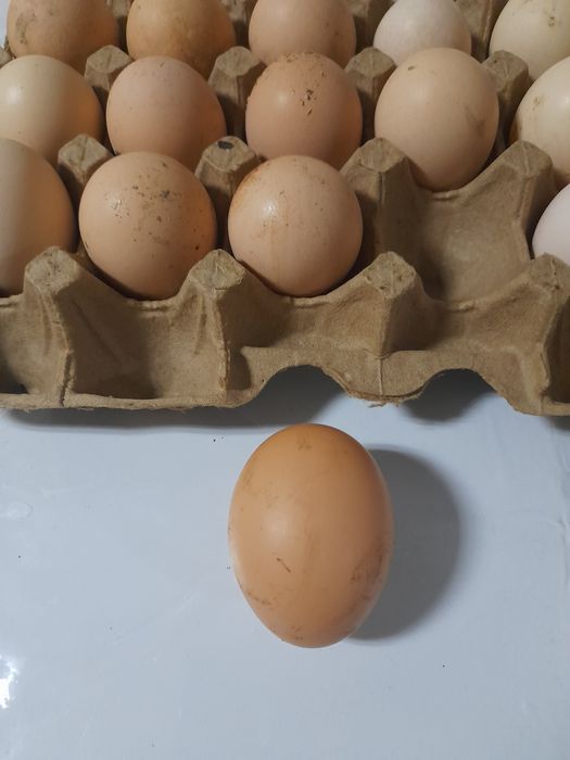 Яйца инкубационные