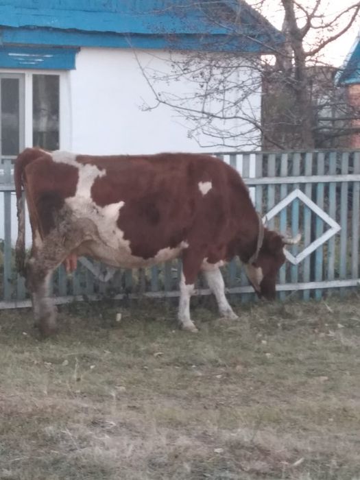Продаётся корова