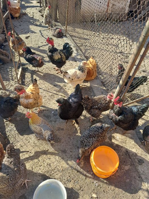 Pui de vânzare  pui