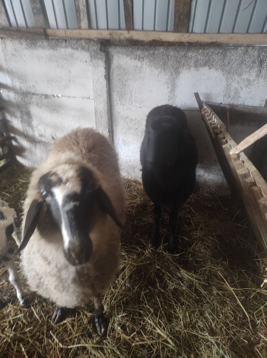 Vând  oii tinere,de ținut  sunt și fătate