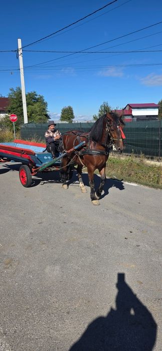 Vând cal cu caruta
