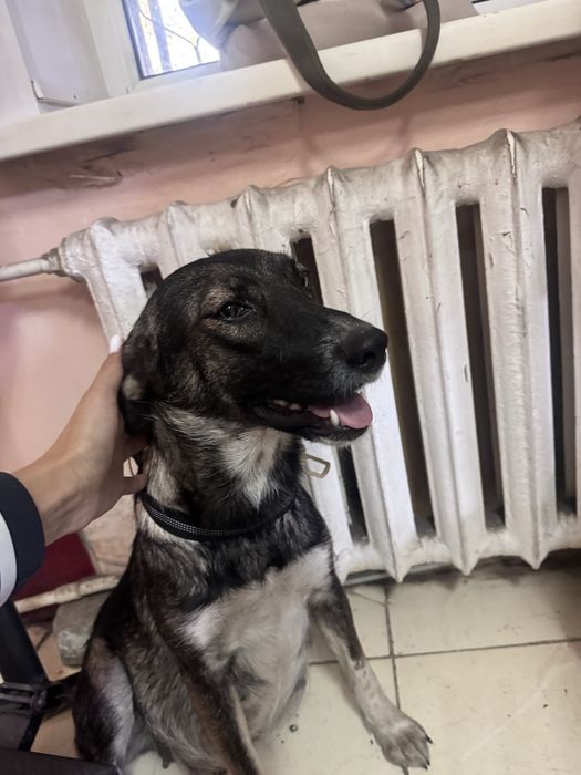 Ищем дом для собаки