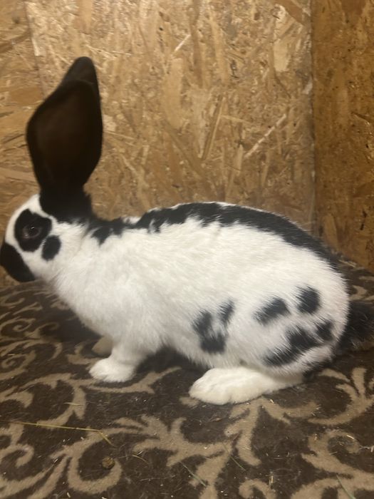 Uriaș pestriț de vanzare