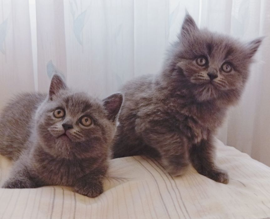 Котята британские