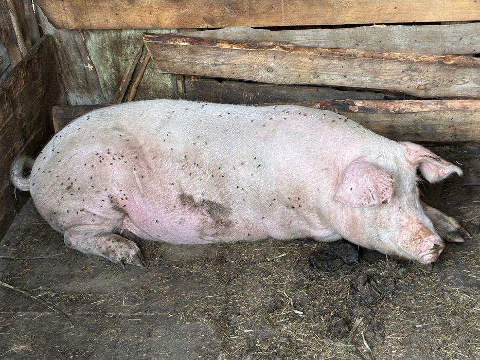 Продам свинину мясом или живьем