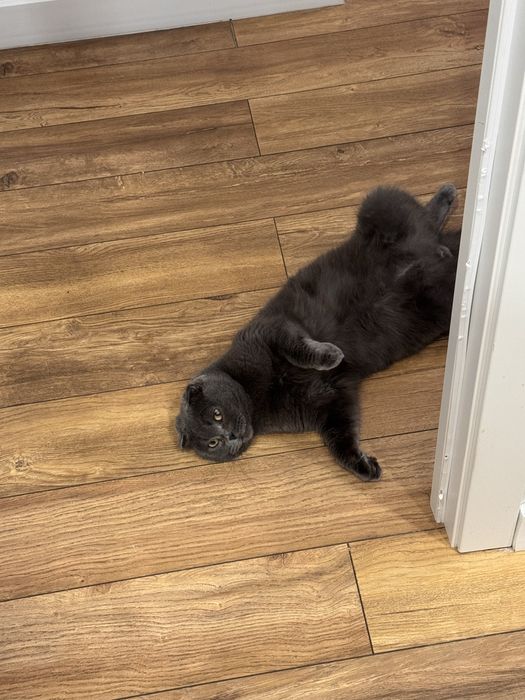 Кот бесплатно заб