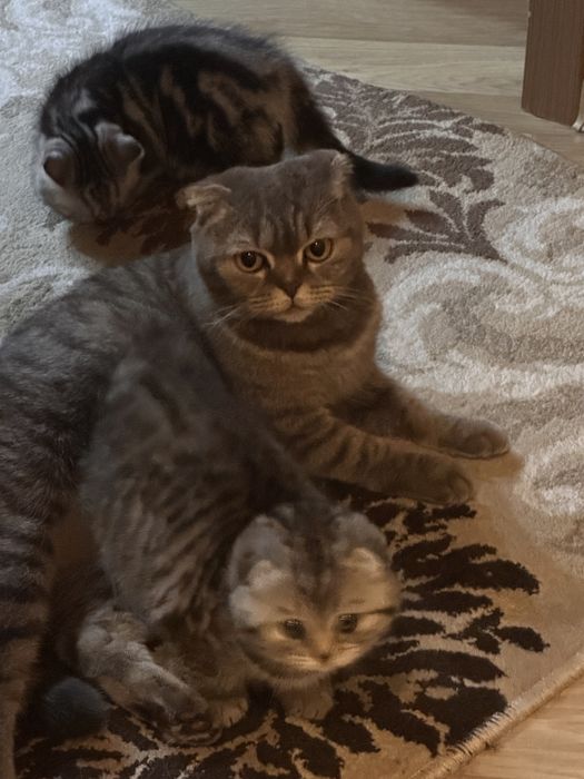 Продам шотоанлских котят