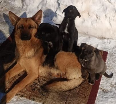 Отдам щенков в добрые руки