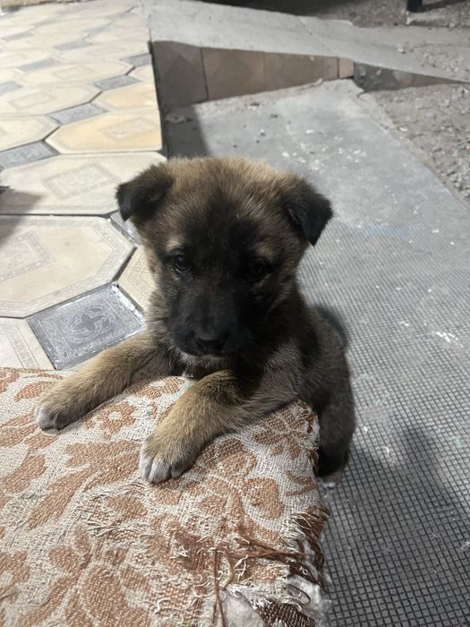 Продам щенки звонок пишите в ватсап!!!