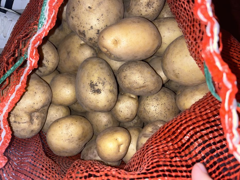 Продаю свежий крупный картофель