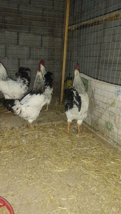 Адлерский Серебристый