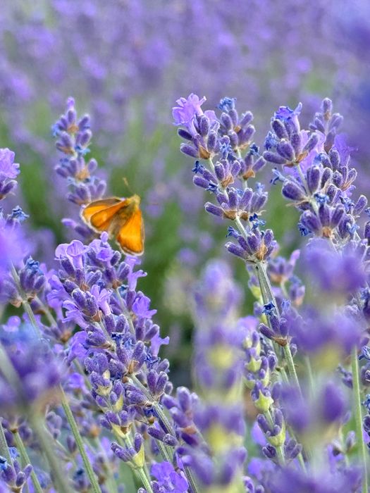 Buchete lavanda diferite marimi