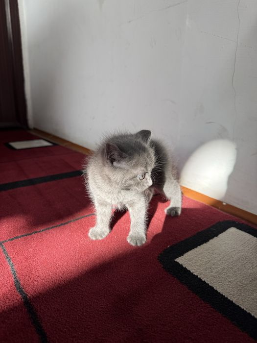 Отдам котят только в хорошие руки!
