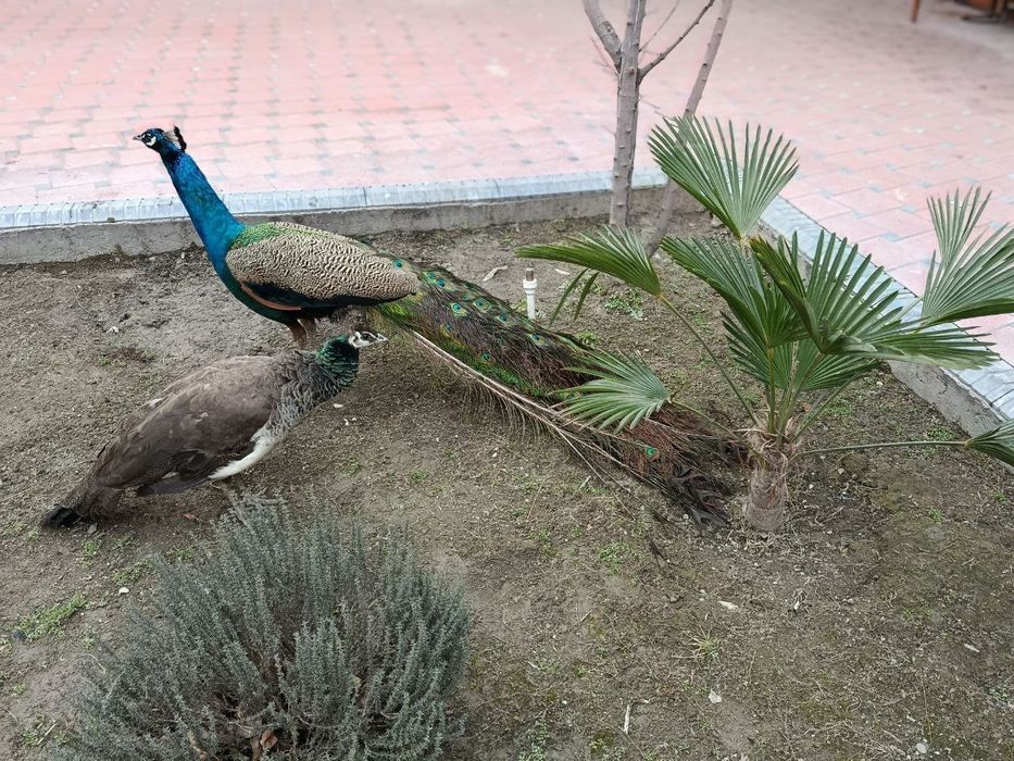 Товус кушлар, бир жуфт