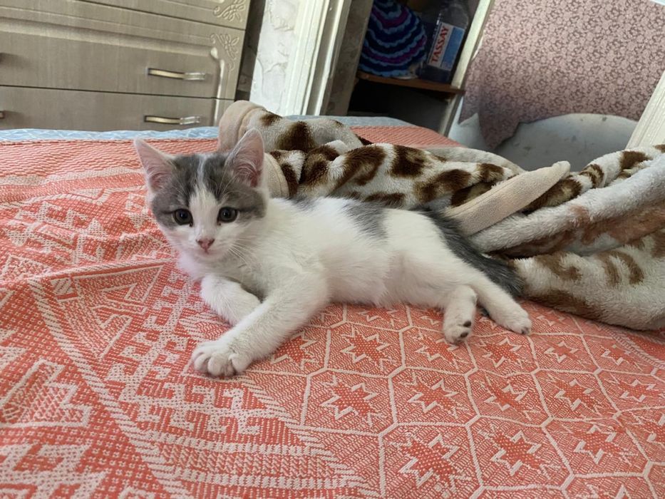 Отдам котенка в добрые руки