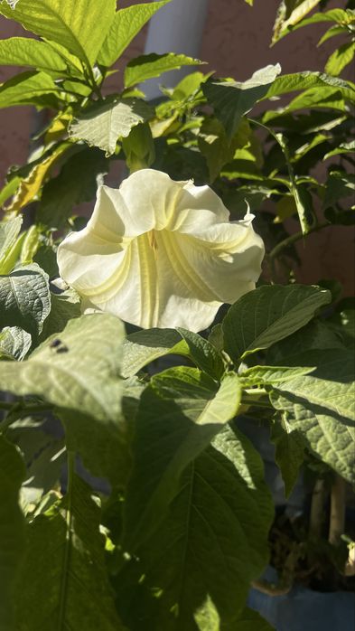 Бругмансия однолетняя