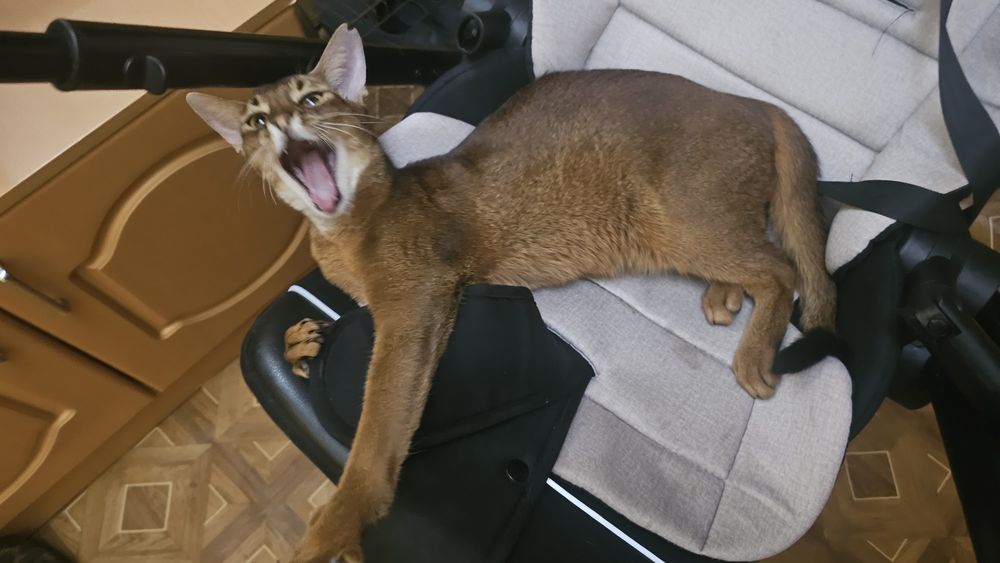 Продам котят Абиссинец