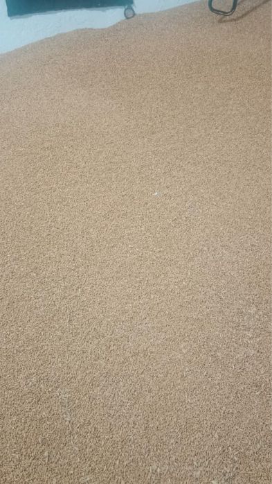 Продам пшеницу высокого сорта