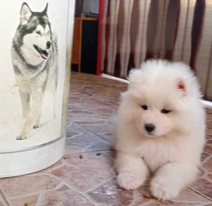 Fetiță samoyed, pedigree A ,FCI