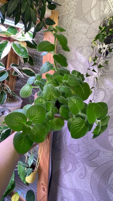 Комнатные цветы пррдам