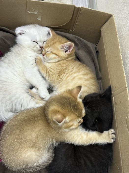 Sotiladi: Britanskiy Shinshilla  mushukchalar narxini kelishiladi