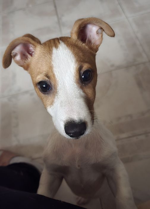 Продавам Джак ръсел