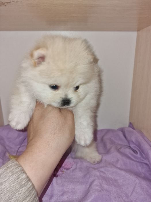 Продам шикарных щенков шпица