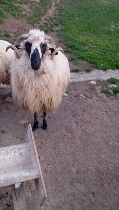 Vând berbec tânăr