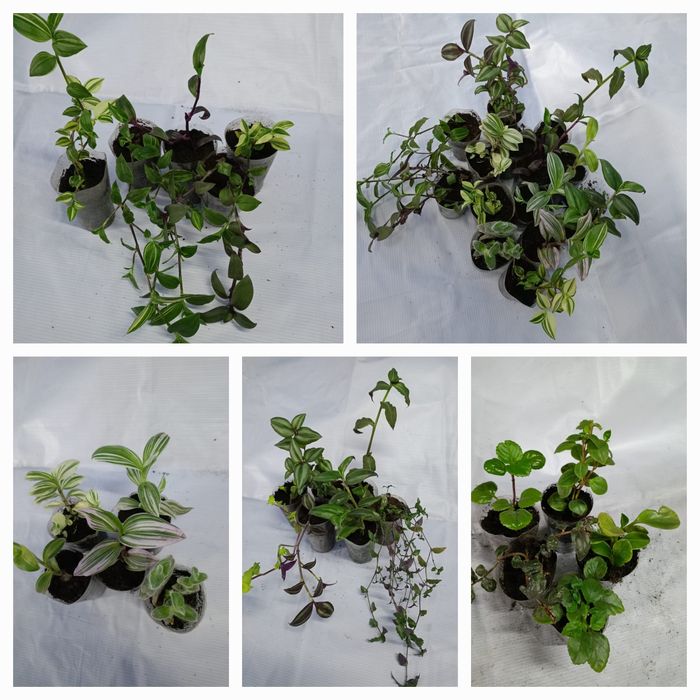 Продам цветы комнатные