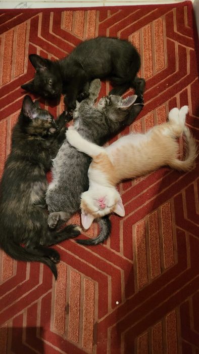 Котята бесплатно