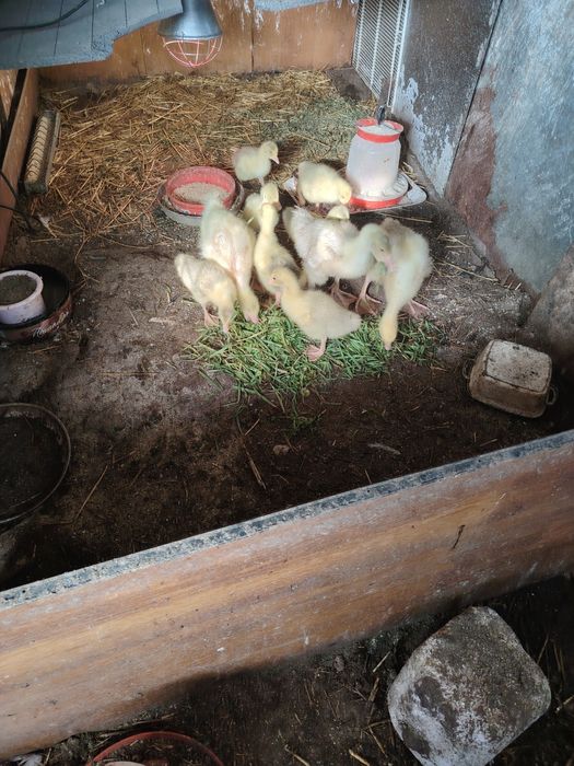 Boboci de gasca românești