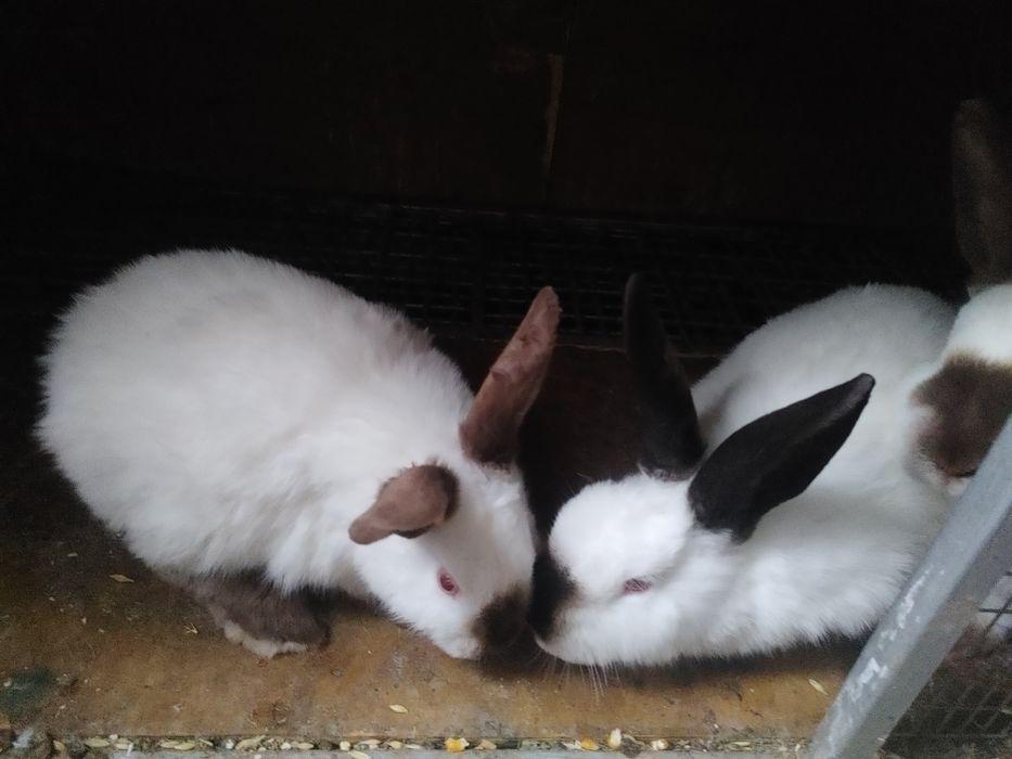 Vind iepuri Californieni diferite virste