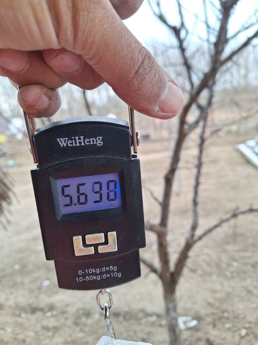 Iepure femela la 5.6 kg