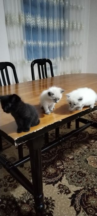 Сиямская  кошка.