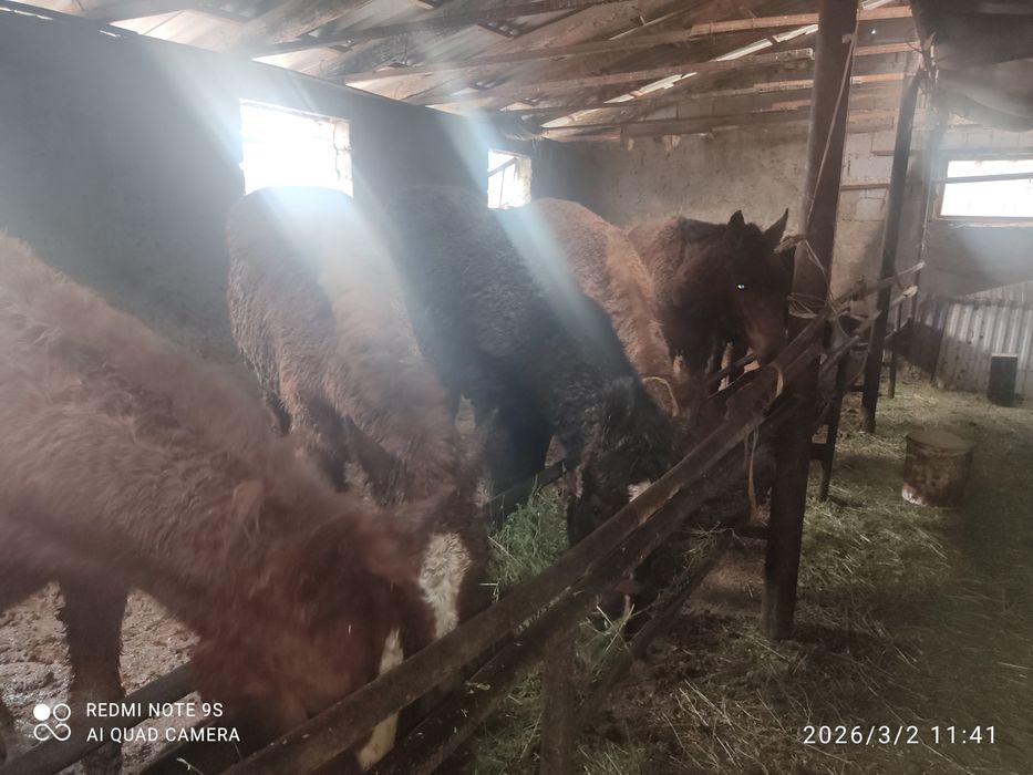 8 бас тай 430/580мын арасында