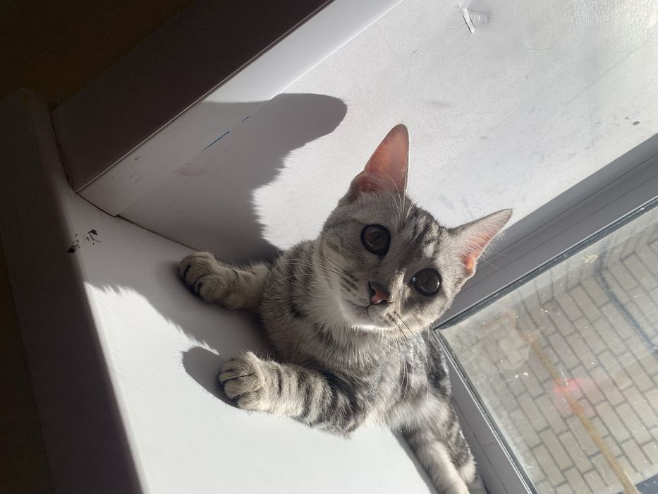 Срочнн котенок в добрые руки.