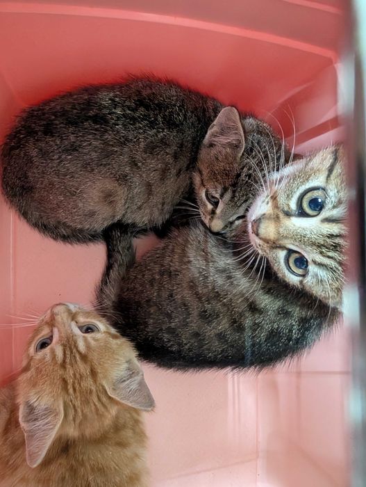 Adopție Craiova: 3 puiuți de pisică de 2 luni