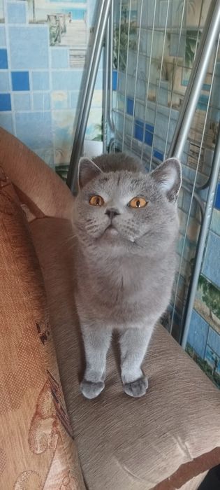 Продам двух кошек