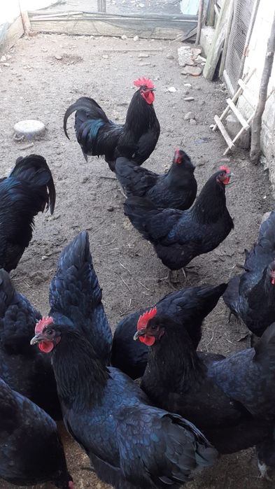 Vând oua australorp. Pui australorp. Păsări australorp
