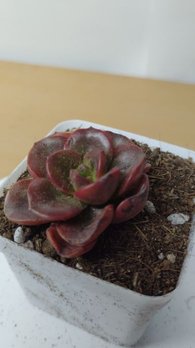 Суккулент эхеверия