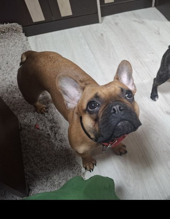 Французский бульдог