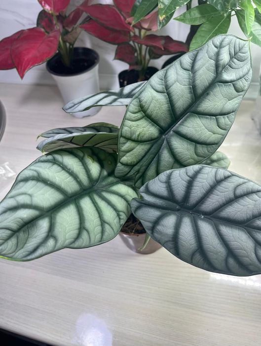 Комнатные растения