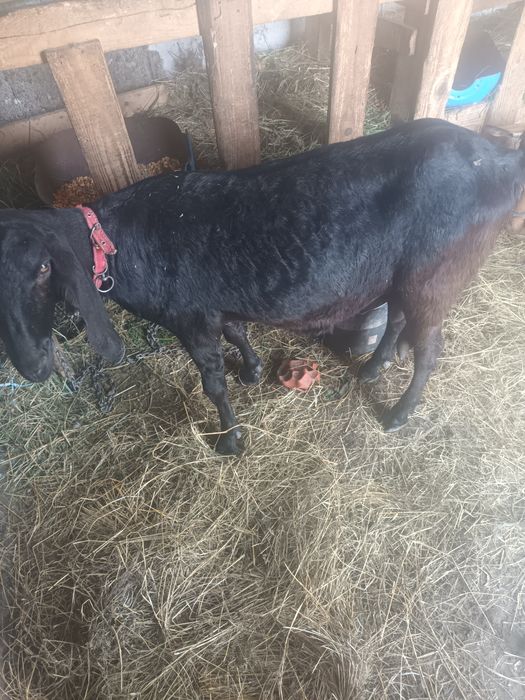 Angronubiana bună de lapte prima fatare